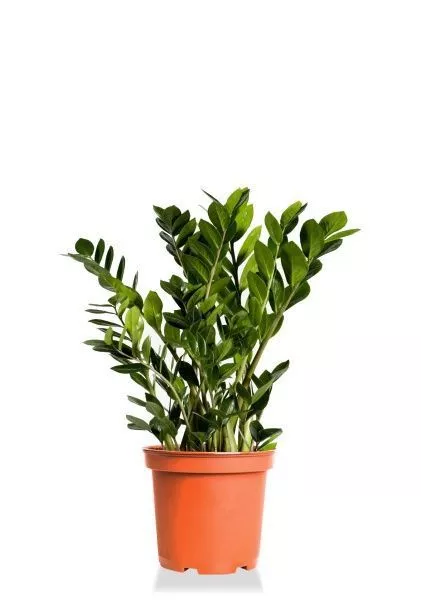 Замиокулькас 21/60 см