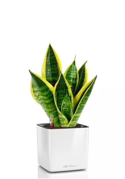 Сансевиерия Футура Суперба 14/40 см в CUBE GLOSSY 16