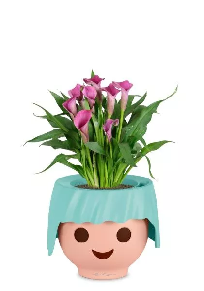 Калла микс 12/35 см в OJO