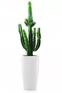 Кактус Эуфорбия Ингенс в RONDO 40
