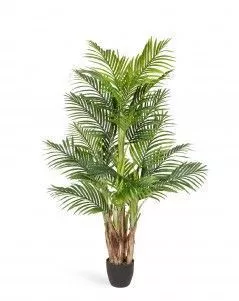 Пальма Арека Бетель 5 стволов