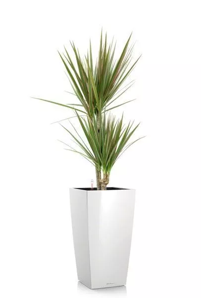 Драцена Маргината Биколор 2 ствола 17/70 см в CUBICO 22