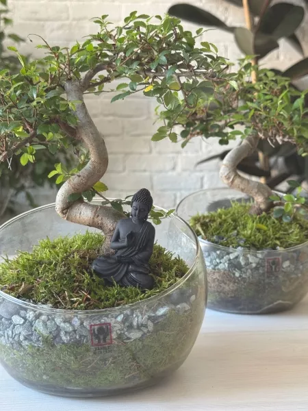 Бонсай микс в стекле 11/15 см