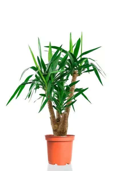 Юкка разветвленная 24/100 см