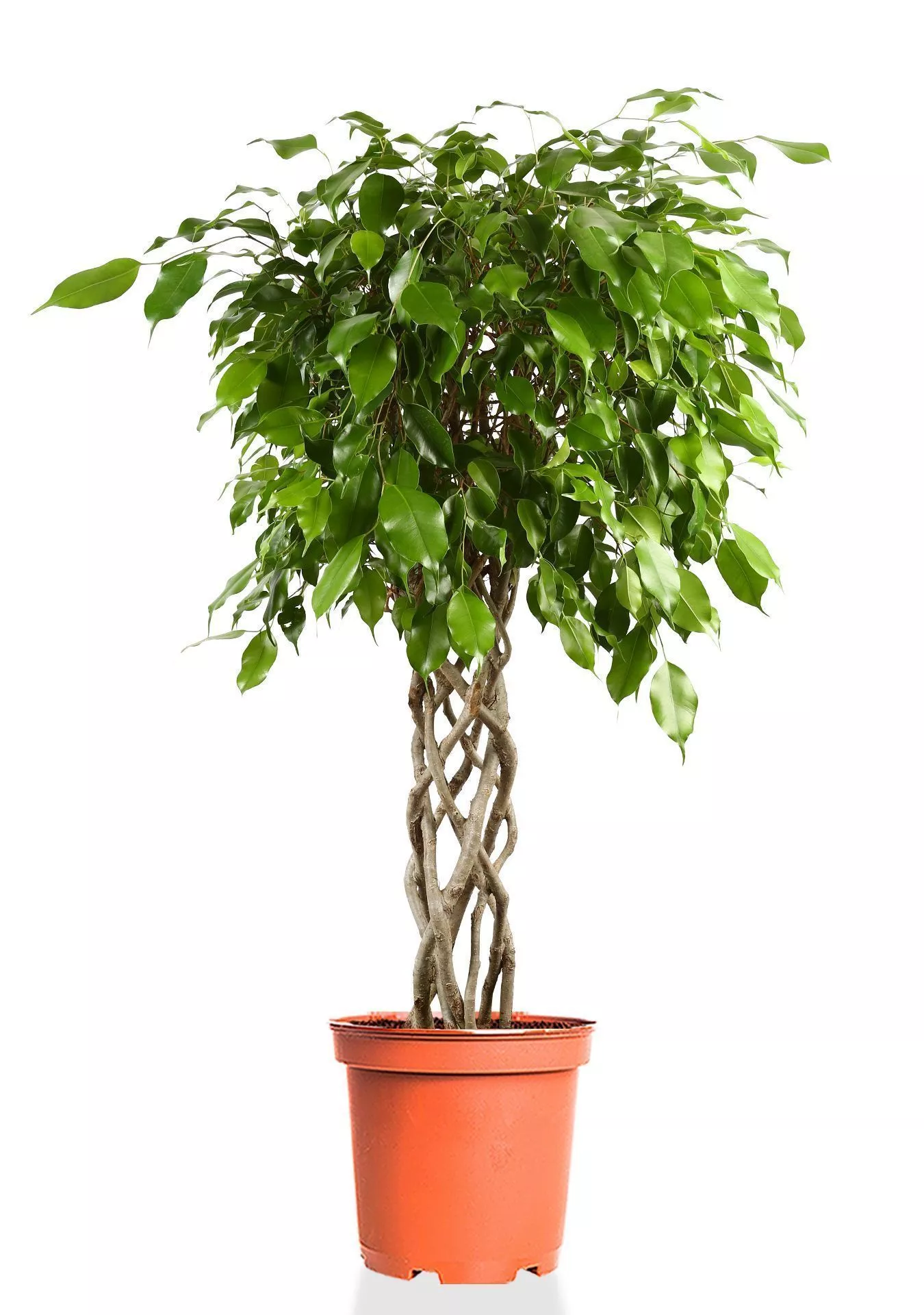 Фикус Бенджамина Экзотика цилиндр 30/130 см