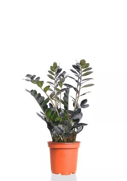 Замиокулькас Равен 15/50 см