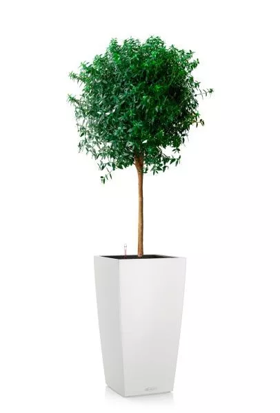 Мирт в CUBICO COLOR 30