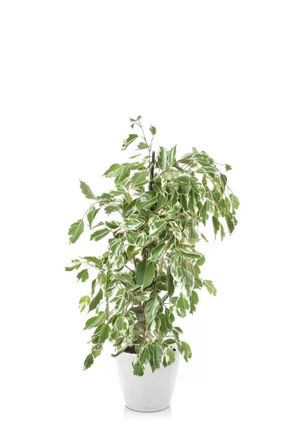 Фикус Бенджамина Голден Кинг пирамида 17/70 см в CLASSICO LS 21