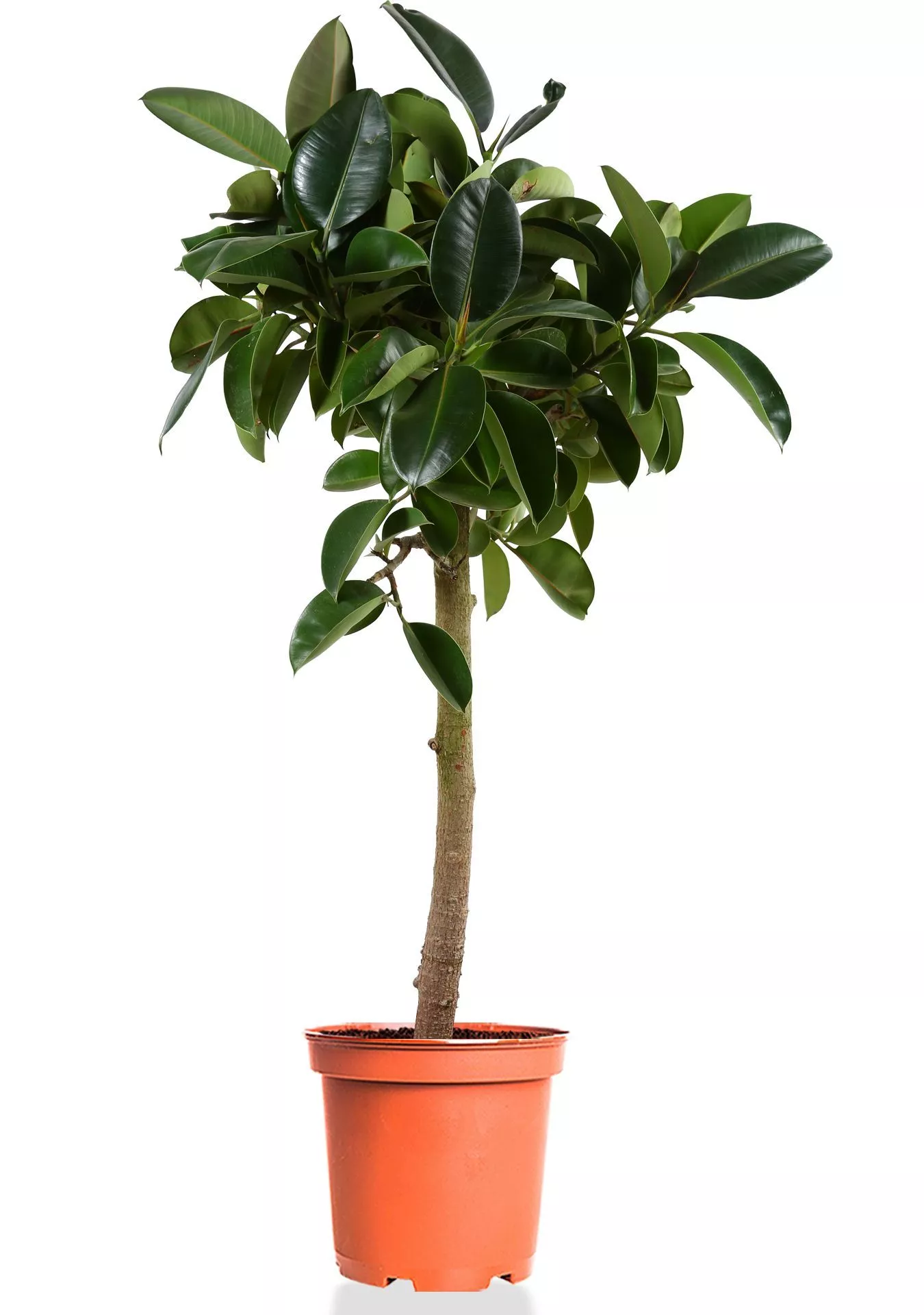 Фикус Эластика Робуста на штамбе 40/180 см