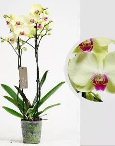 Орхидея Фаленопсис 2 ствола желтая 12/60 см