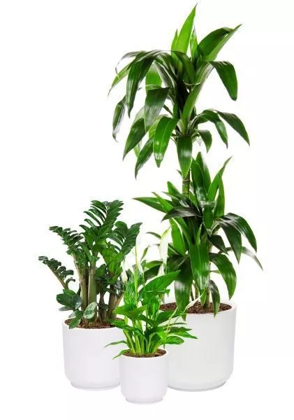 Набор для озеленения офиса № 4 (Спатифиллум, Замиокулькас Зензи, Драцена Джанет Крейг 3 ствола)
