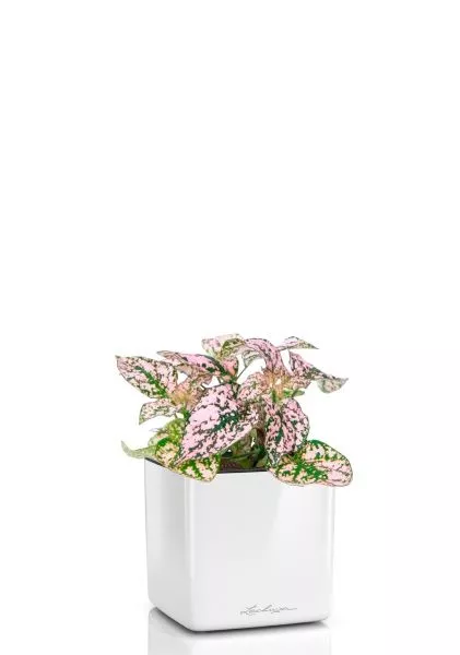 Гипоэстес микс 8/15 см в CUBE GLOSSY 14