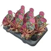 Криптантус Bivittatus Pink Starlight Potcover d10.5 см h12.5 см