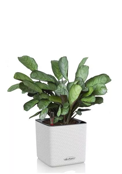 Ктенанта Амагрис в CUBE COLOR 14