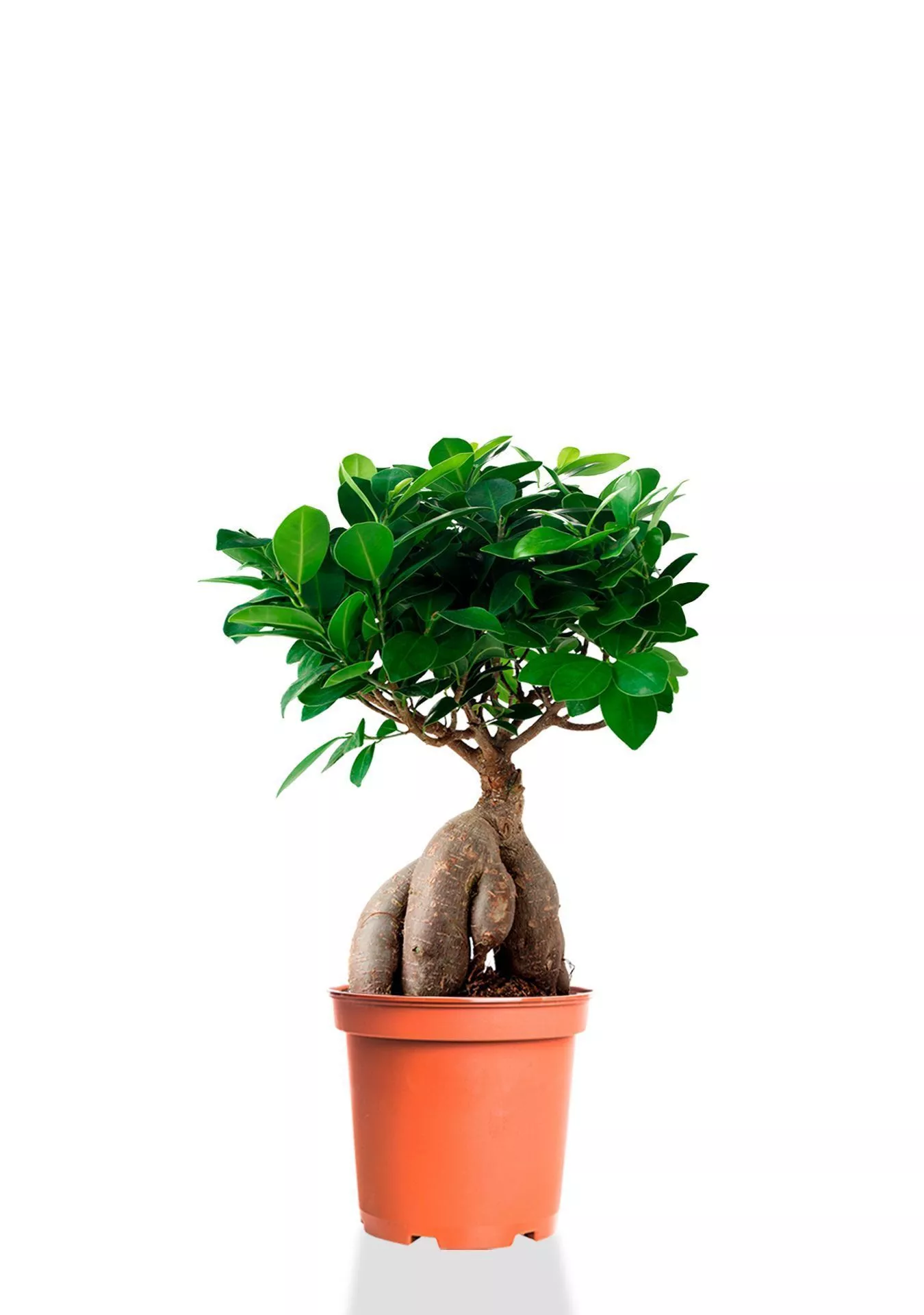 Фикус Микрокарпа 12/30 см