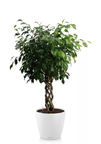 Фикус Бенджамина Экзотика цилиндр 27/120 см в CLASSICO COLOR 35