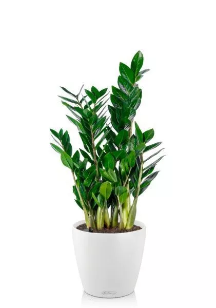 Замиокулькас 17/65 см в CLASSICO COLOR 21