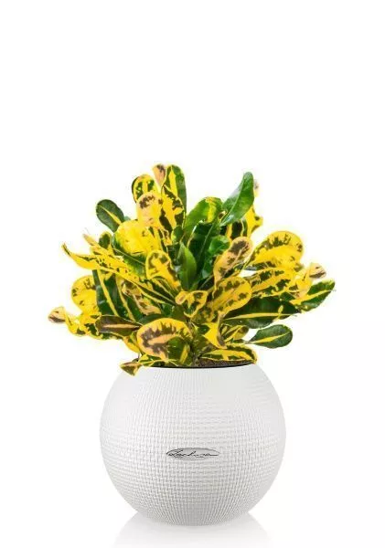 Кротон Еллоу в PURO 20