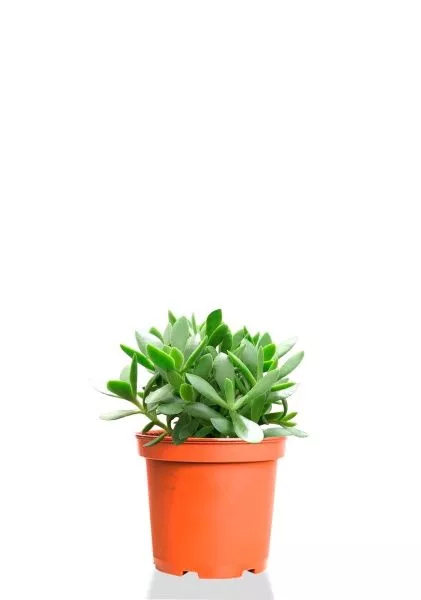 Крассула Мани Мейкер 10/15 см