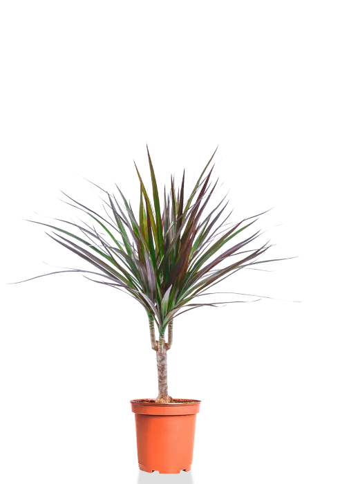 Драцена Маргината 1 ствол 12/40 см