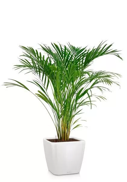 Хризалидокарпус Арека 19/120 в QUADRO LS 28