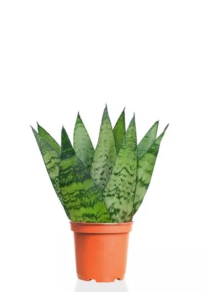 Сансевиерия Зейланика Фан 12/35 см