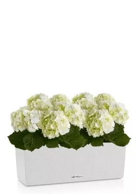 Гортензия Кремовая в BALCONERA Stone 50, песочный белый
