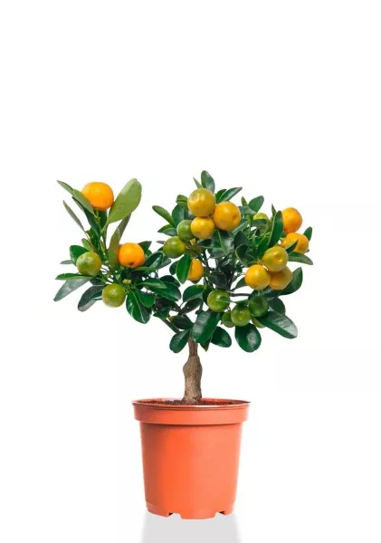 Цитрус Каламондин 15/40 см