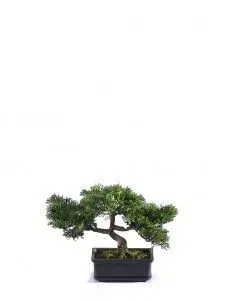 Бонсай Сосна-мини в кашпо