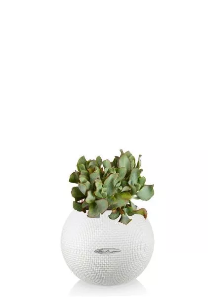 Крассула Ундулатифолия 12/20 см в PURO 20