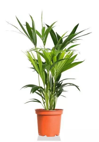 Ховея Кентия 17/110 см