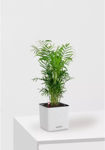 Хамедорея Элеганс 12/45 в CUBE COLOR 14