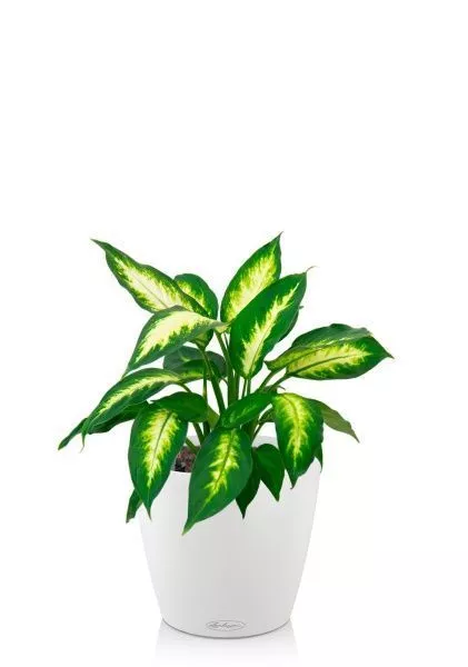 Диффенбахия Камилла 12/40 см в CLASSICO COLOR 18