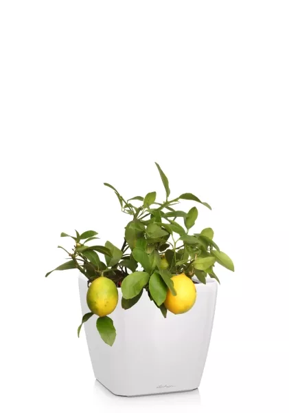 Цитрофортунелла Лимон 15/40 см в QUADRO LS 21