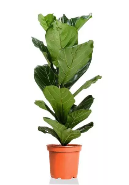 Фикус Лирата 1 ствол d24 см h110 см