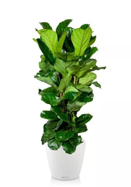 Фикус Лирата 3 ствола 34/150 см в CLASSICO COLOR 43