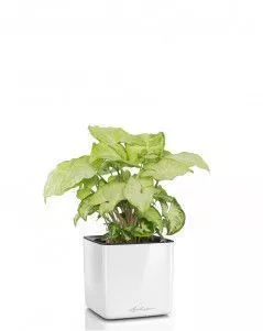 Сингониум в CUBE GLOSSY 14