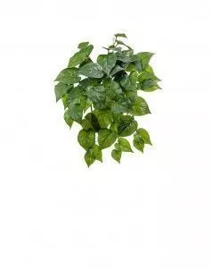 Филодендрон крупнолистный ампельный малый