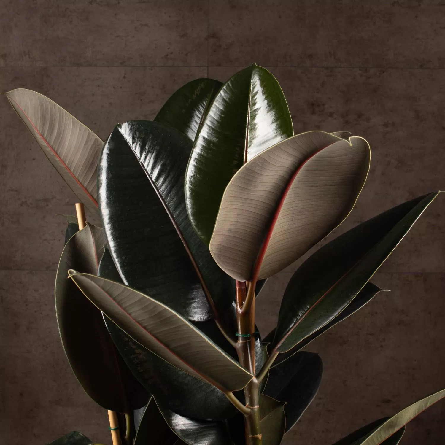 Фикус Эластика: классика для дома и офиса Фикус Эластика: классика для дома и офиса