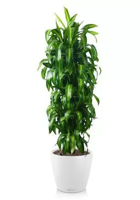 Драцена Гавайская 27/190 см в CLASSICO COLOR 35, белый