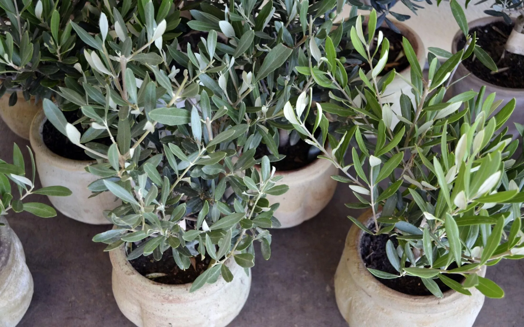 Олива: стильный акцент для рабочего пространства и фотозон Олива: стильный акцент для рабочего пространства и фотозон