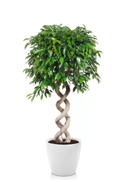 Фикус Бенджамина Экзотика двойная спираль 35/160 см в CLASSICO LS 50