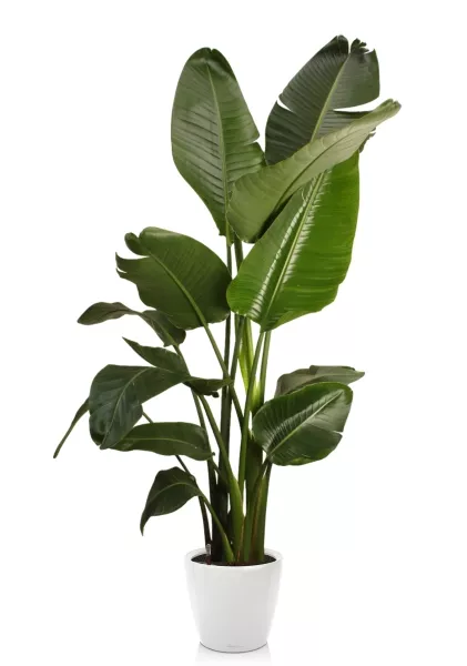 Стрелиция Николай 27/200 см в CLASSICO LS 35