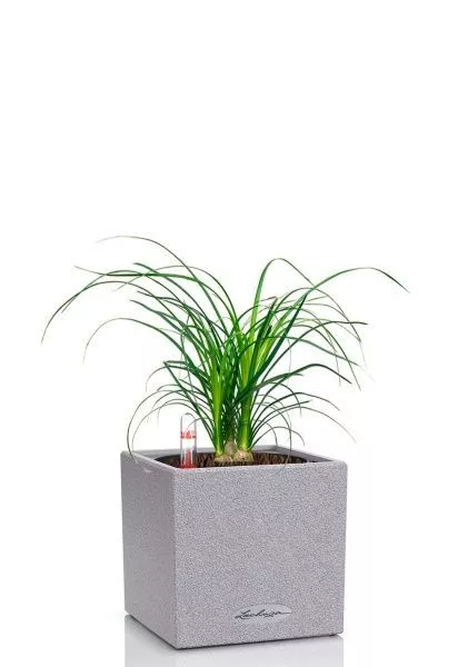 Нолина 3 луковицы 12/30 см в CANTO STONE 14