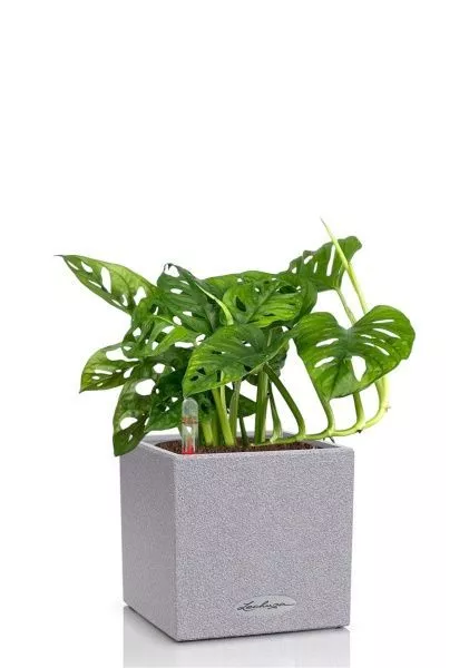 Монстера Манки 12/30 см в CANTO STONE 14