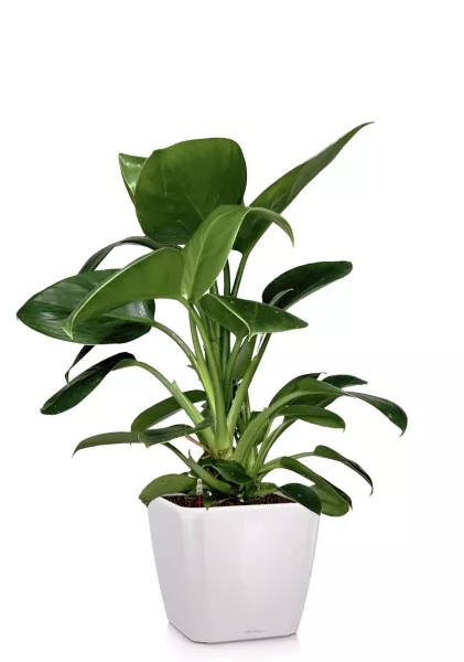 Филодендрон Грин Принцесс 17/60 см в QUADRO LS 28