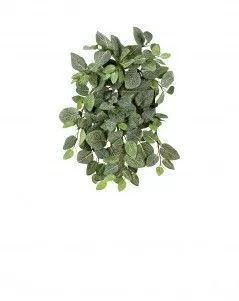 Фиттония Сноу ампельная