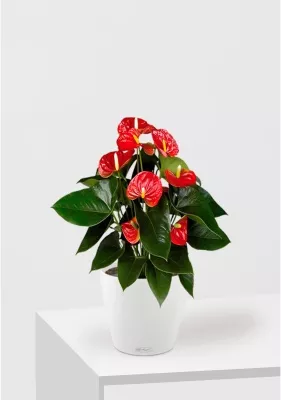 Антуриум Андрианум красный 17/60 см в CLASSICO COLOR 21, белый