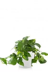 Сциндапсус в CLASSICO COLOR 21