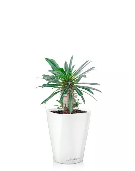 Пахиподиум Ламера 10/20 см в MINI DELTINI 10